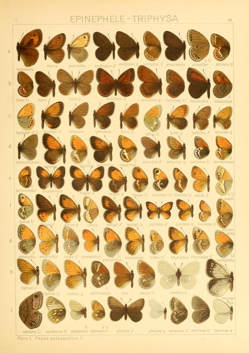 Macrolepidoptera01seitz 0103