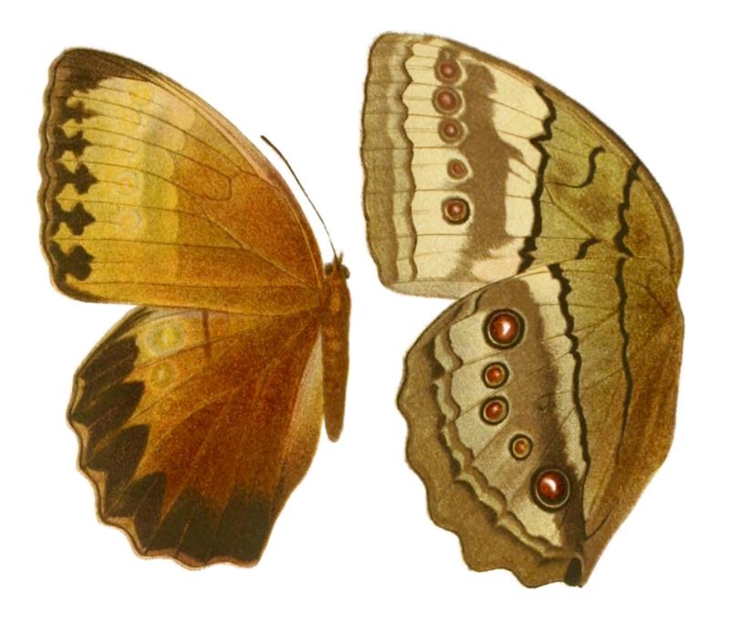 Macrolepidoptera01seitz 0105, Stichophthalma howqua suffusa