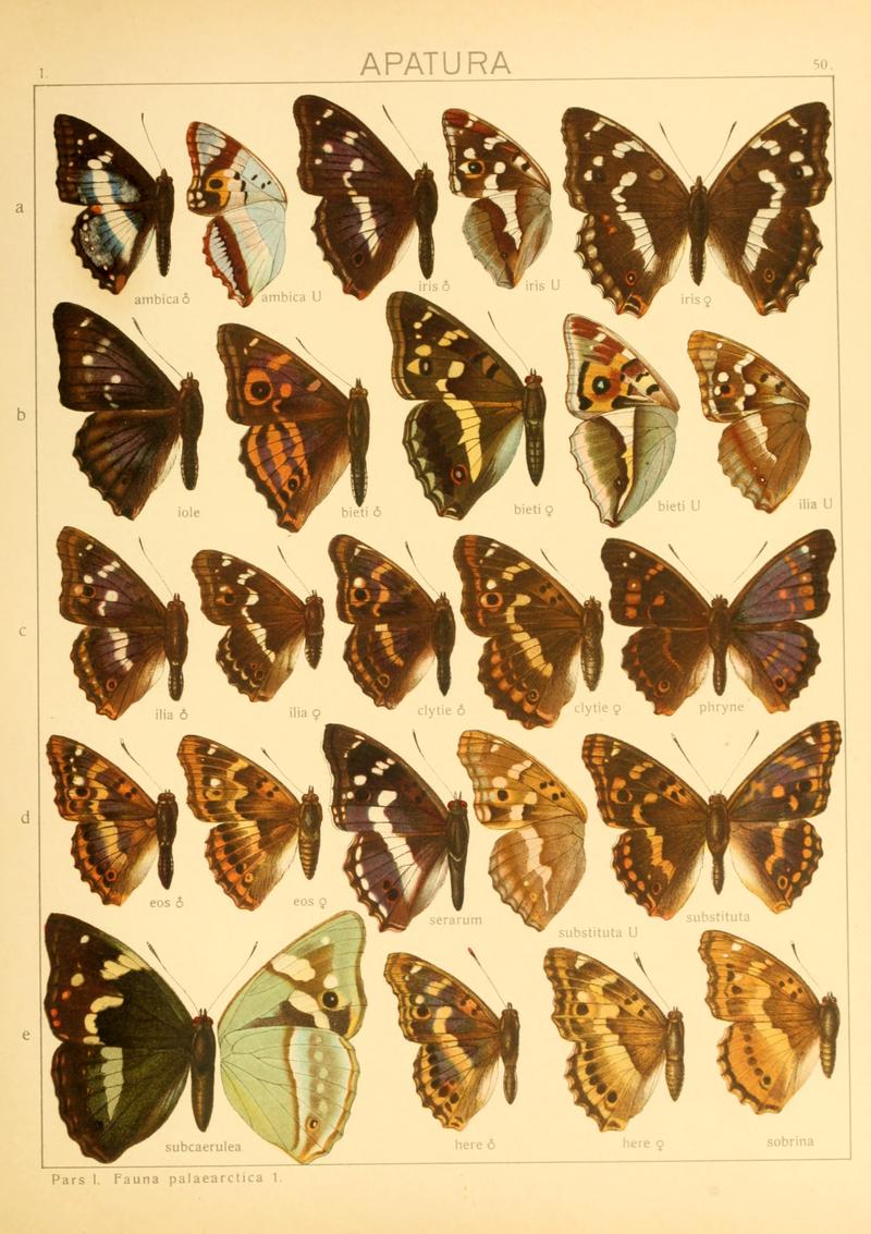 Macrolepidoptera01seitz 0107