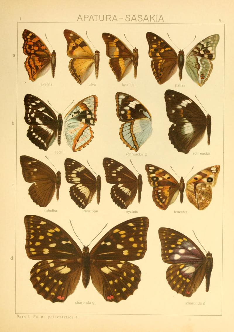 Macrolepidoptera01seitz 0109