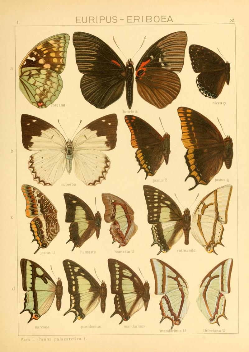 Macrolepidoptera01seitz 0111