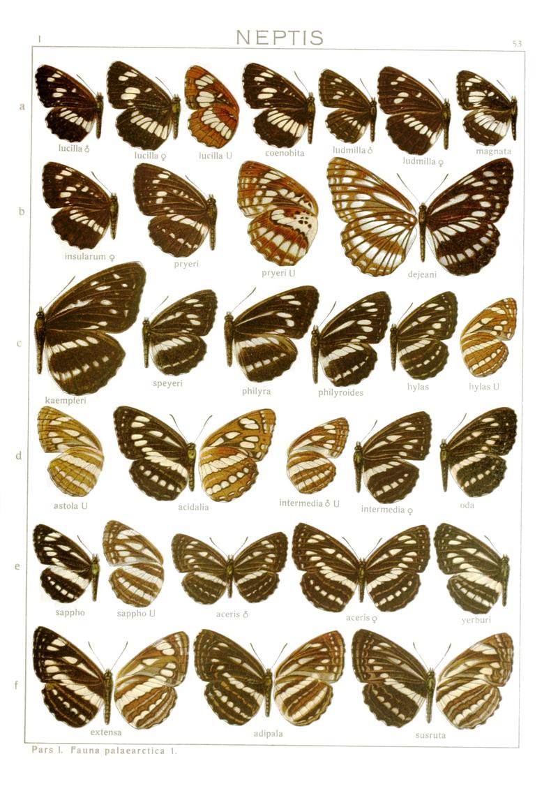 Macrolepidoptera01seitz 0113, weißer Hintergrund