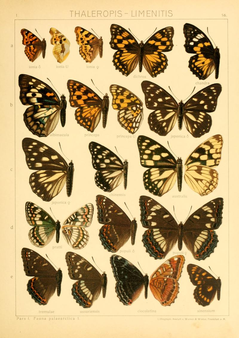 Macrolepidoptera01seitz 0119