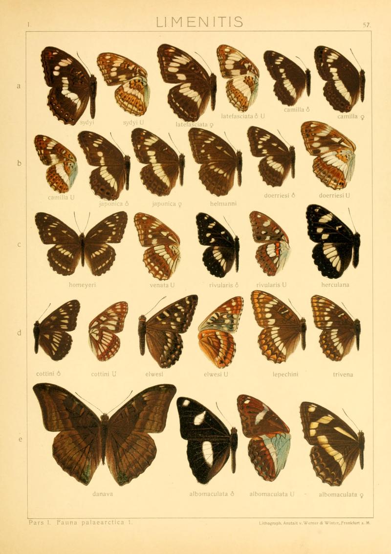 Macrolepidoptera01seitz 0121