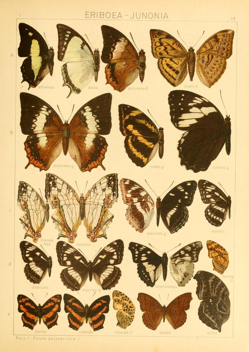 Macrolepidoptera01seitz 0129