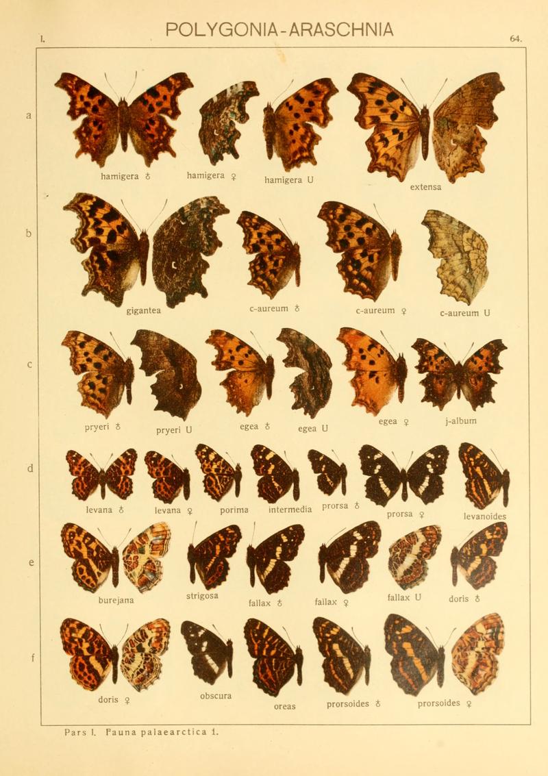 Macrolepidoptera01seitz 0135