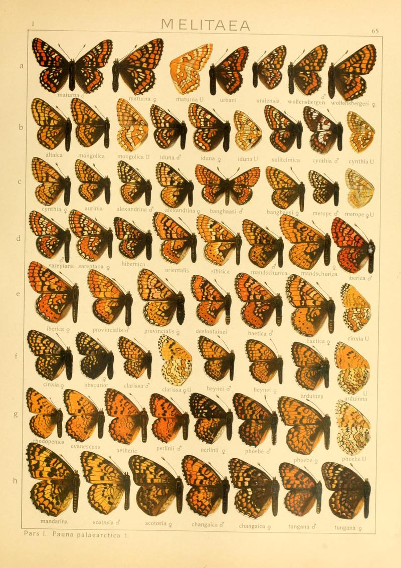 Macrolepidoptera01seitz 0137