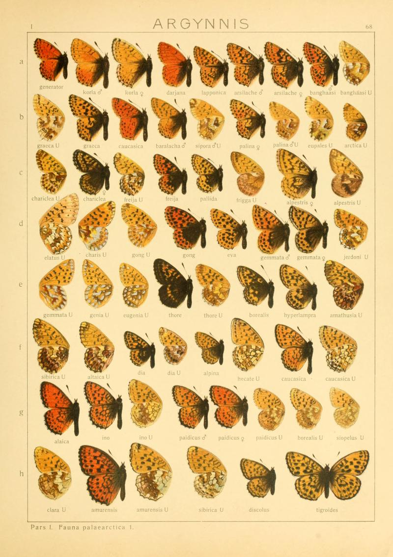 Macrolepidoptera01seitz 0143