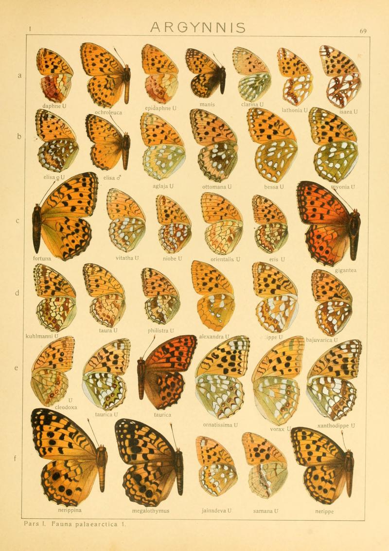 Macrolepidoptera01seitz 0145