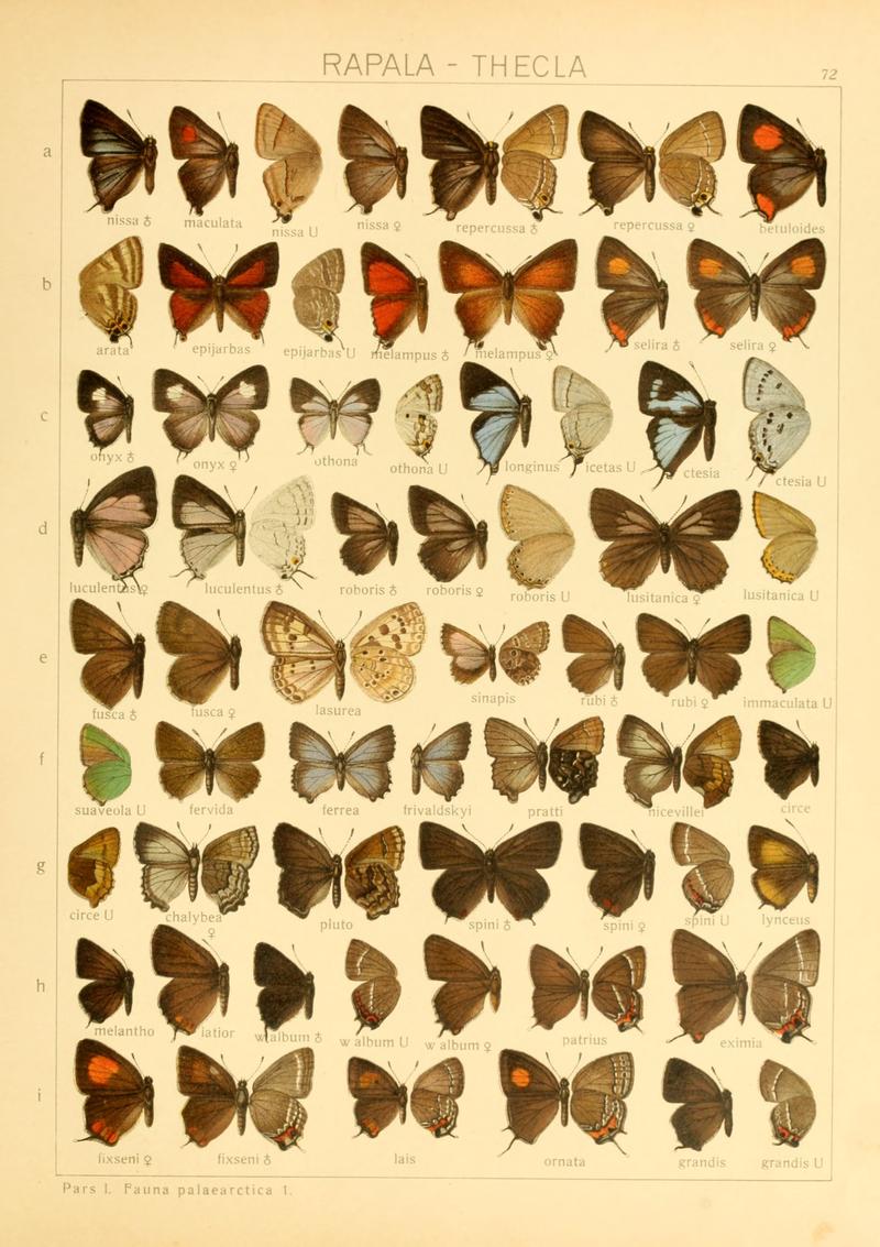 Macrolepidoptera01seitz 0151