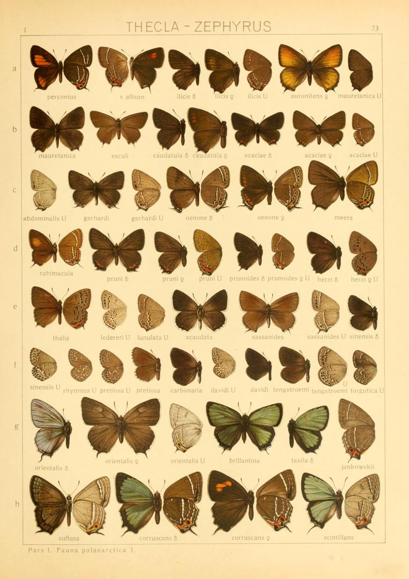 Macrolepidoptera01seitz 0153