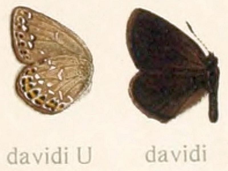Macrolepidoptera01seitz 0153 Neolycaena davidi