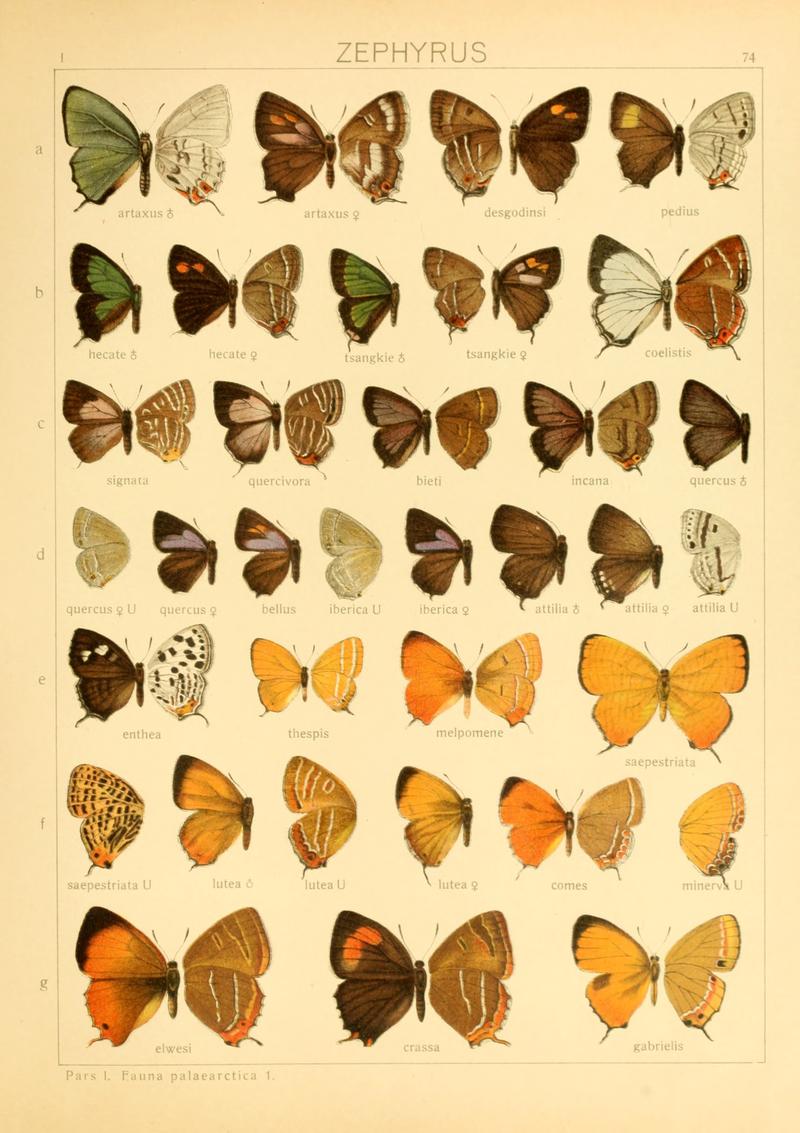Macrolepidoptera01seitz 0155