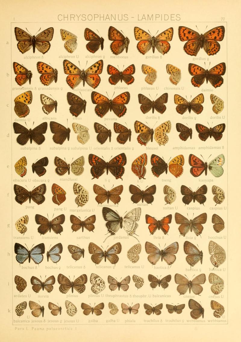 Macrolepidoptera01seitz 0161