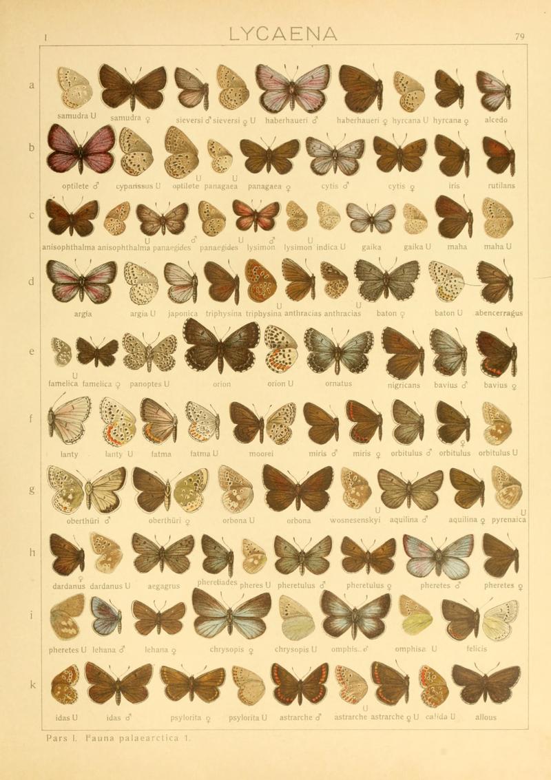 Macrolepidoptera01seitz 0165