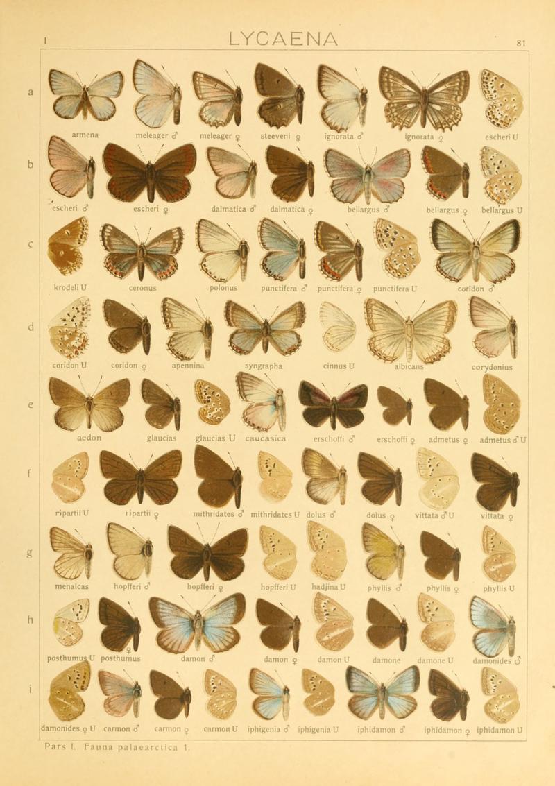 Macrolepidoptera01seitz 0169