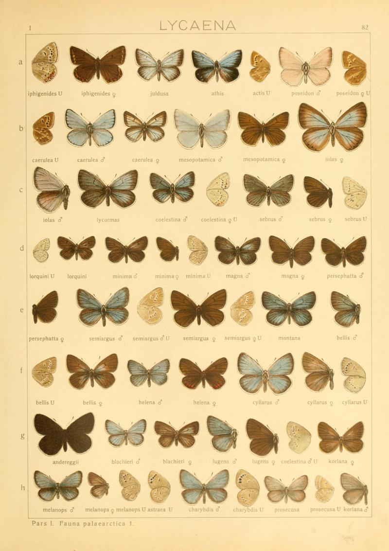 Macrolepidoptera01seitz 0171