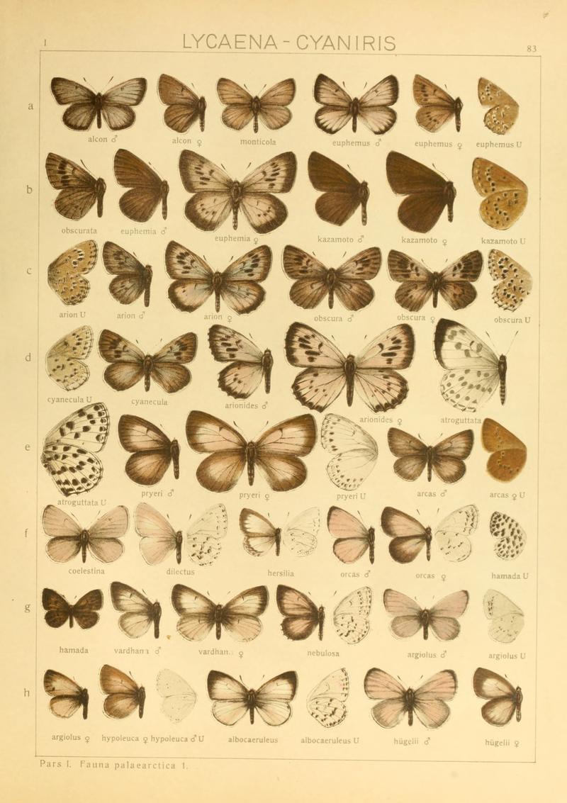 Macrolepidoptera01seitz 0173