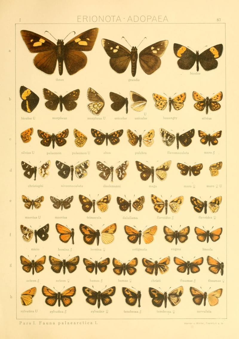 Macrolepidoptera01seitz 0181