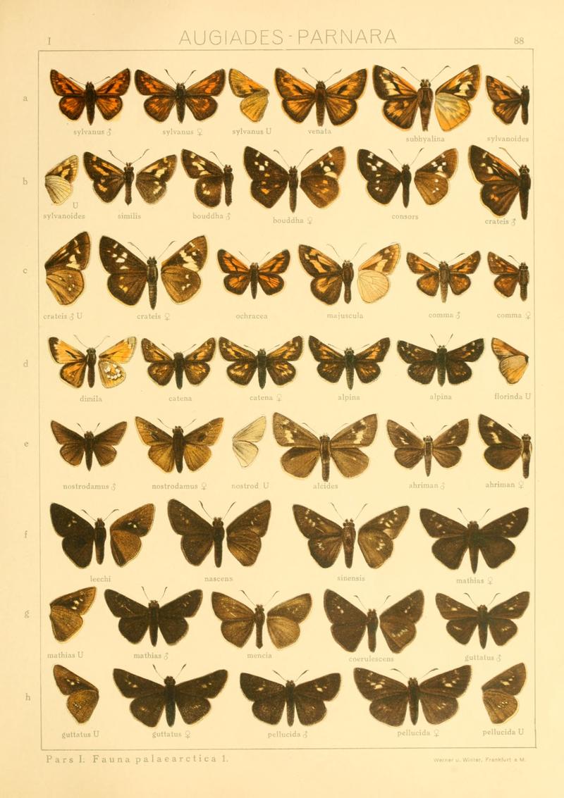 Macrolepidoptera01seitz 0183