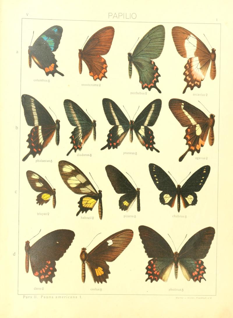 Macrolepidoptera15seit 0011