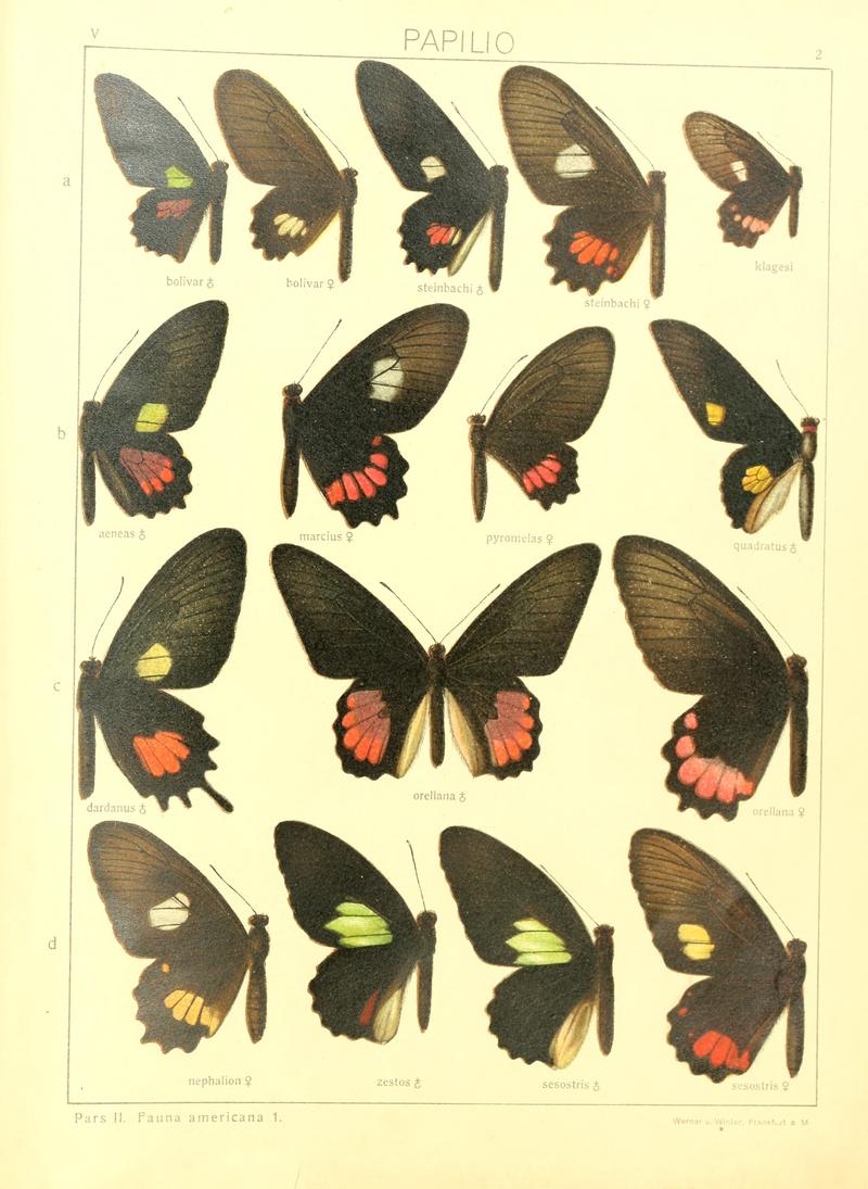 Macrolepidoptera15seit 0013