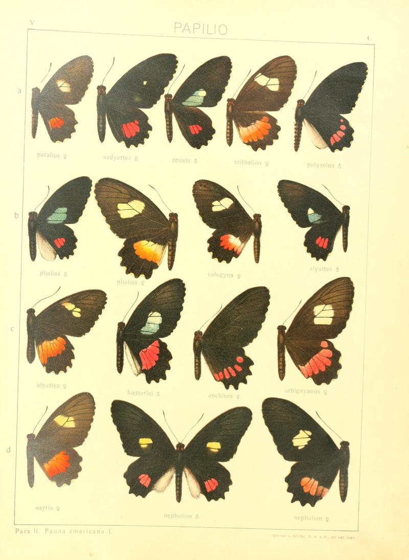 Macrolepidoptera15seit 0017