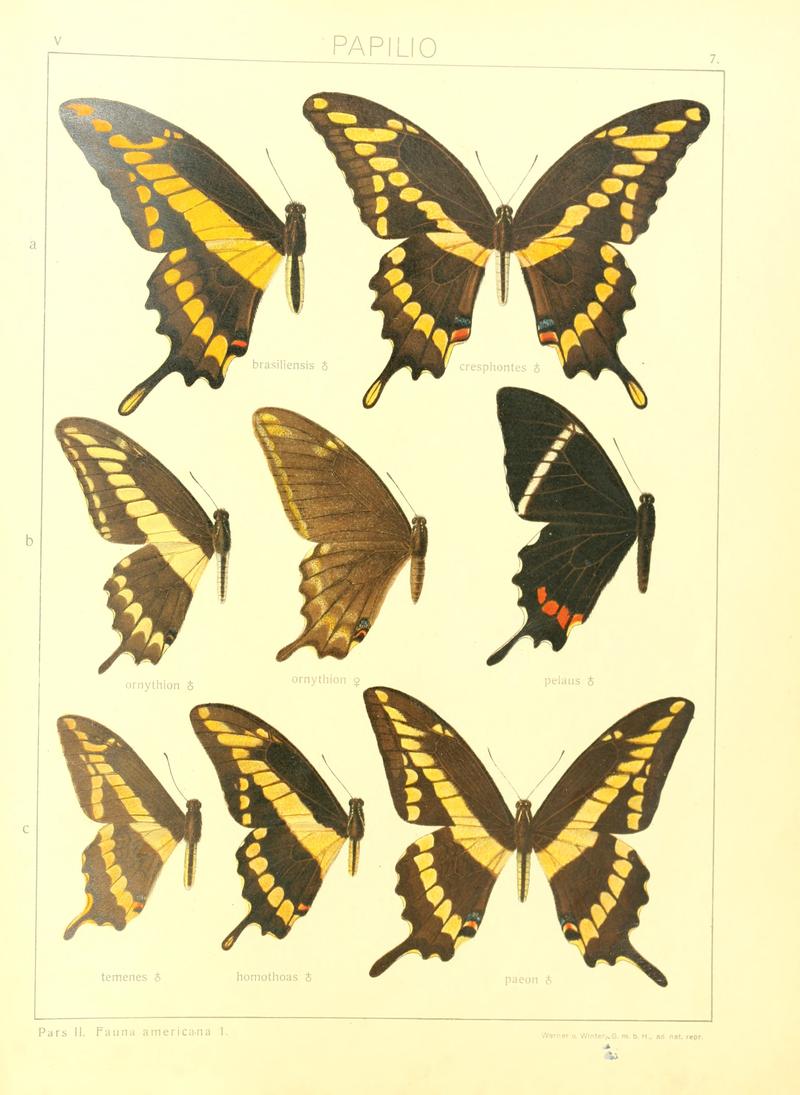 Macrolepidoptera15seit 0023