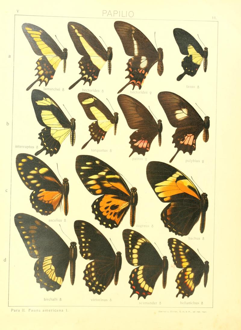 Macrolepidoptera15seit 0031