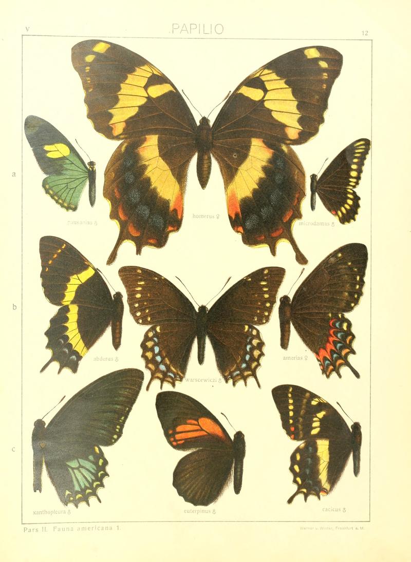 Macrolepidoptera15seit 0033