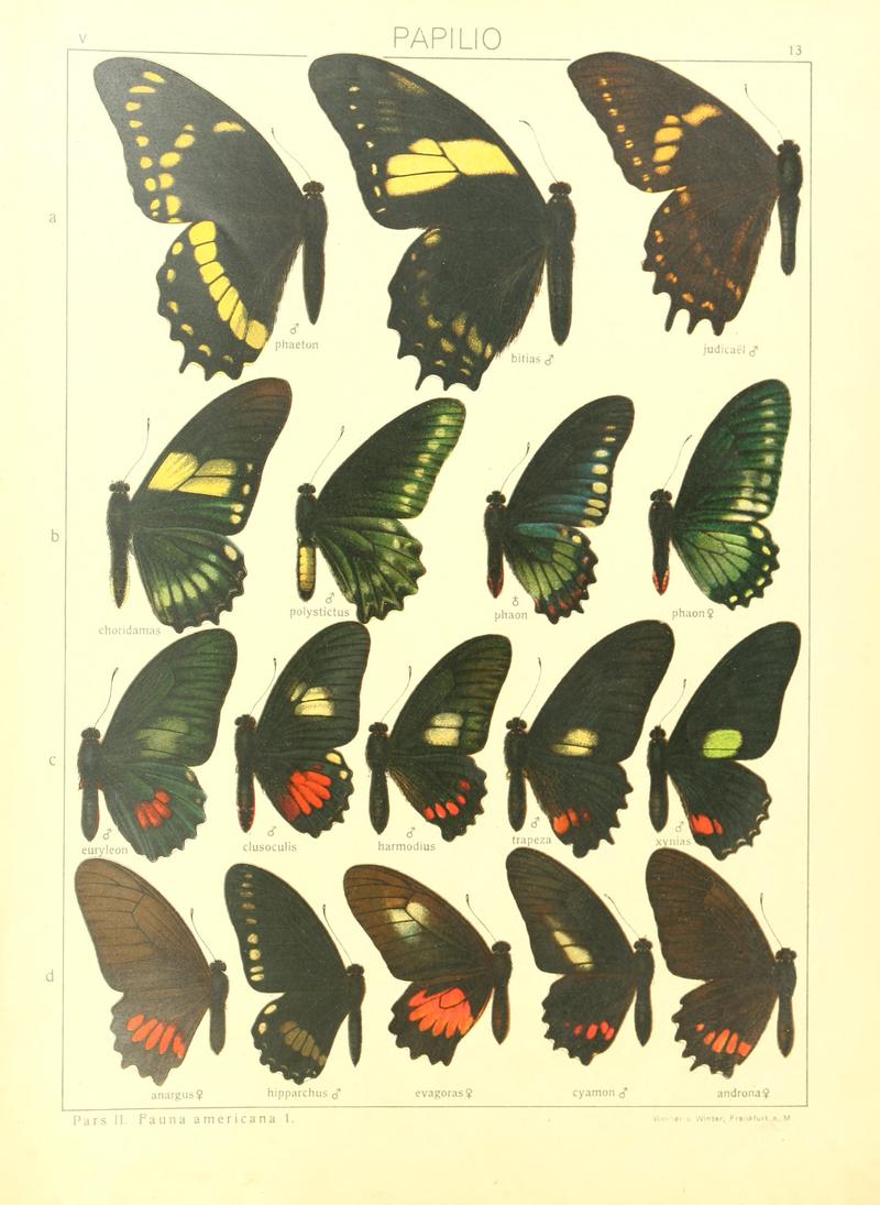 Macrolepidoptera15seit 0035