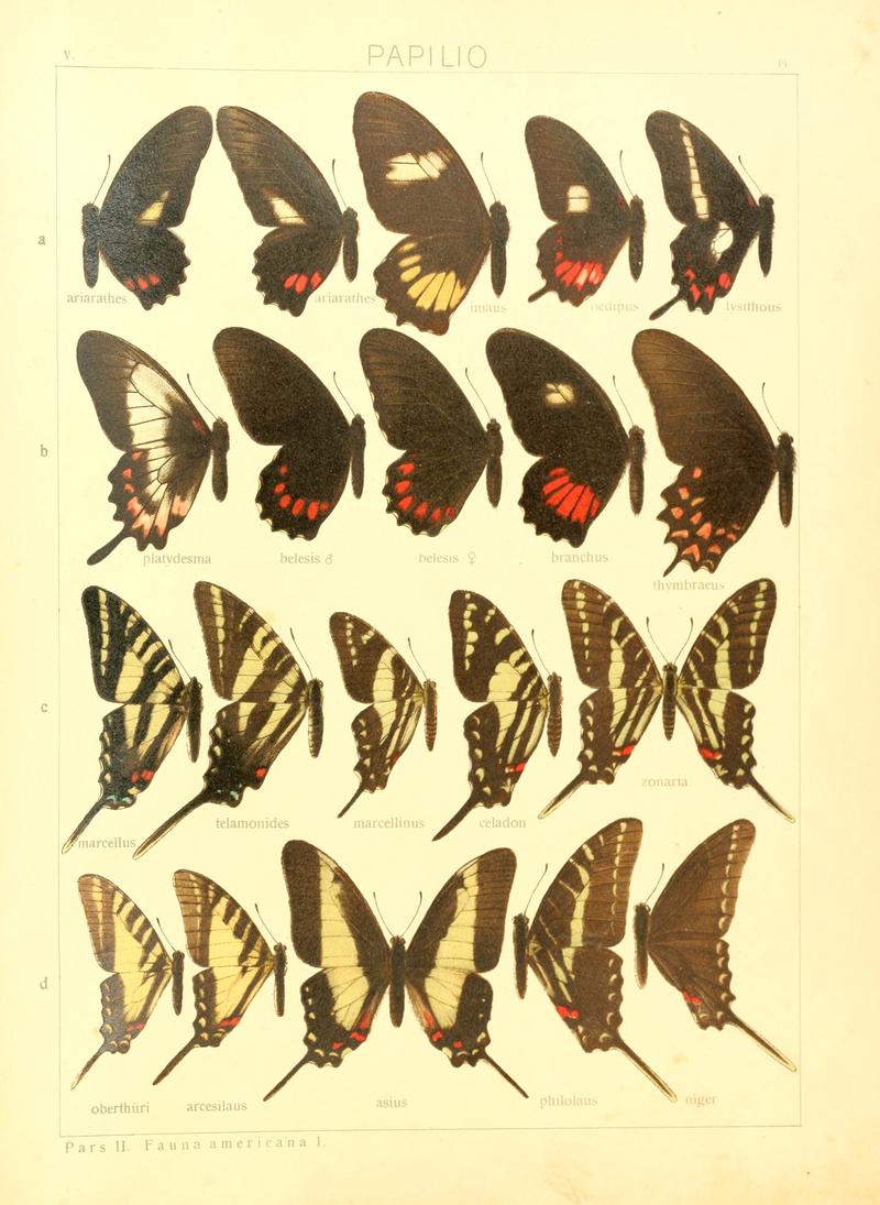 Macrolepidoptera15seit 0037