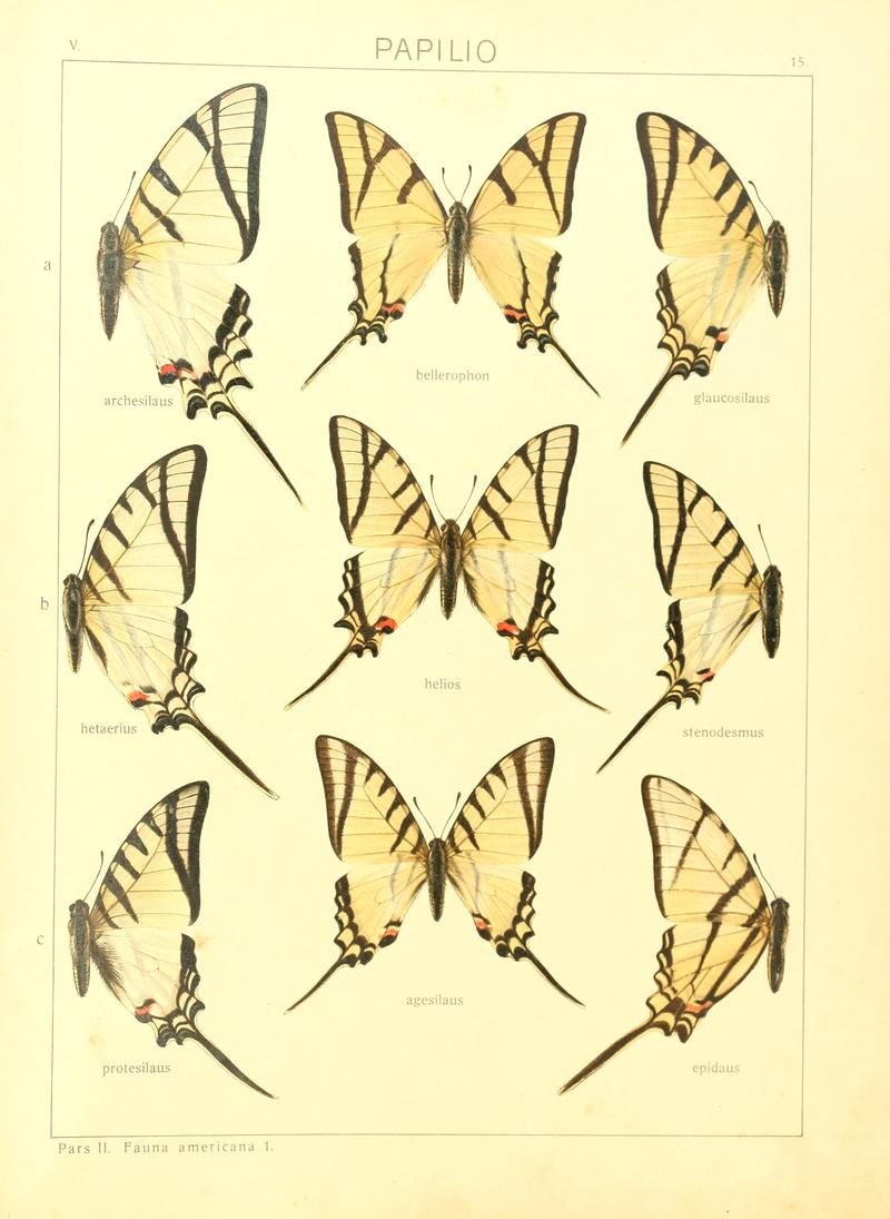 Macrolepidoptera15seit 0039