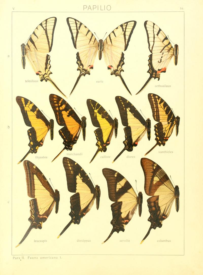 Macrolepidoptera15seit 0041