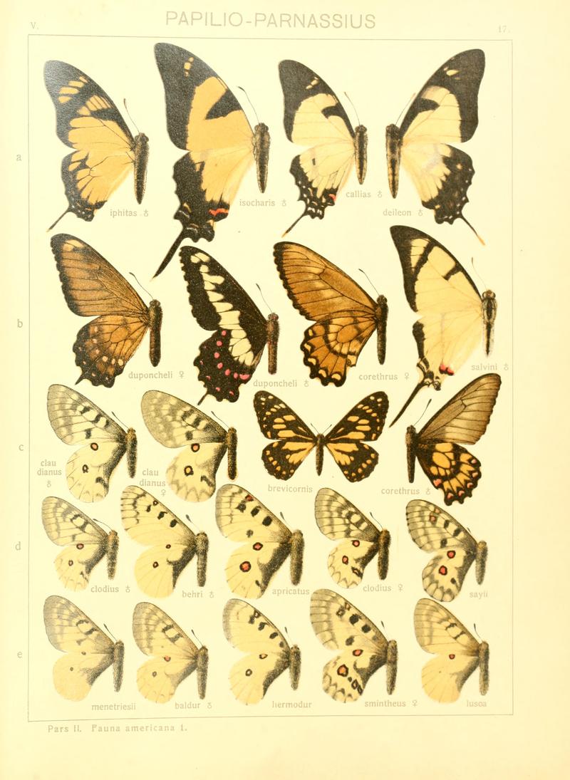 Macrolepidoptera15seit 0043