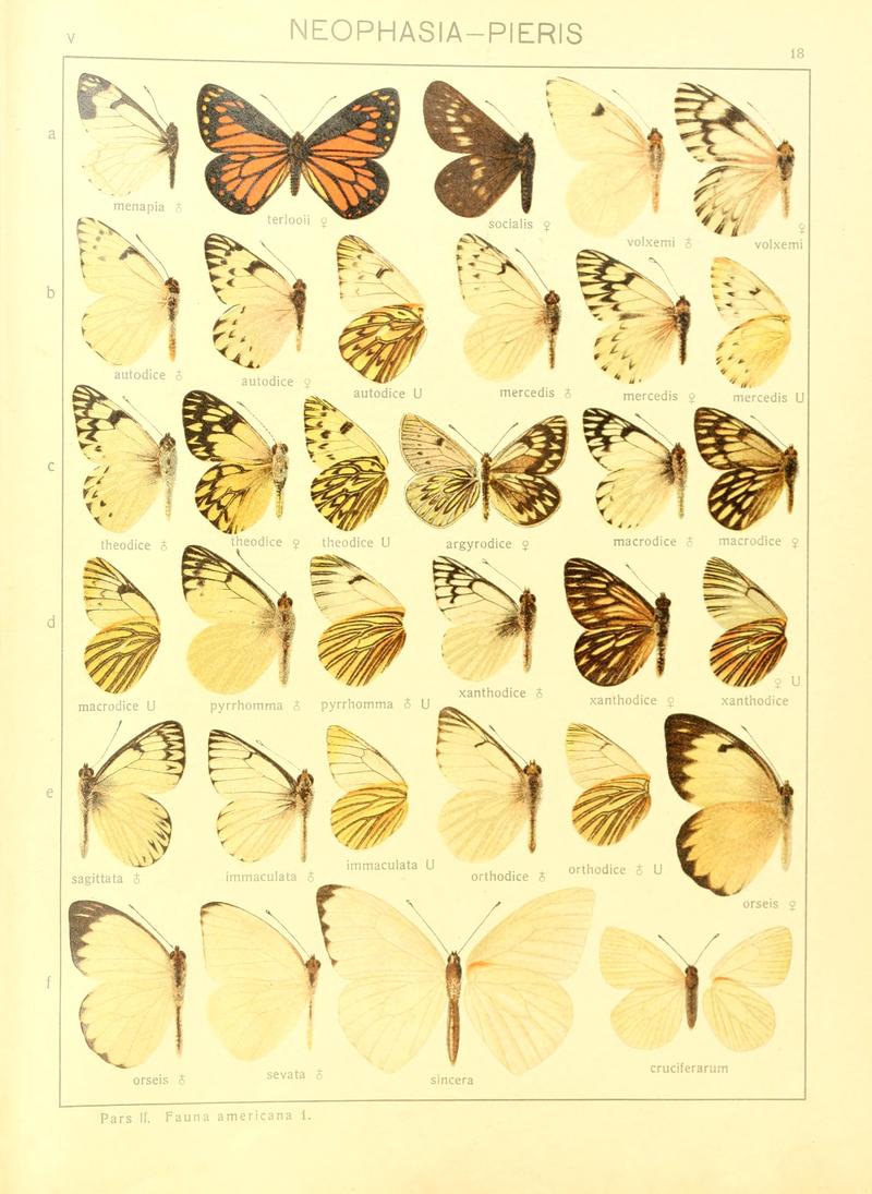 Macrolepidoptera15seit 0045