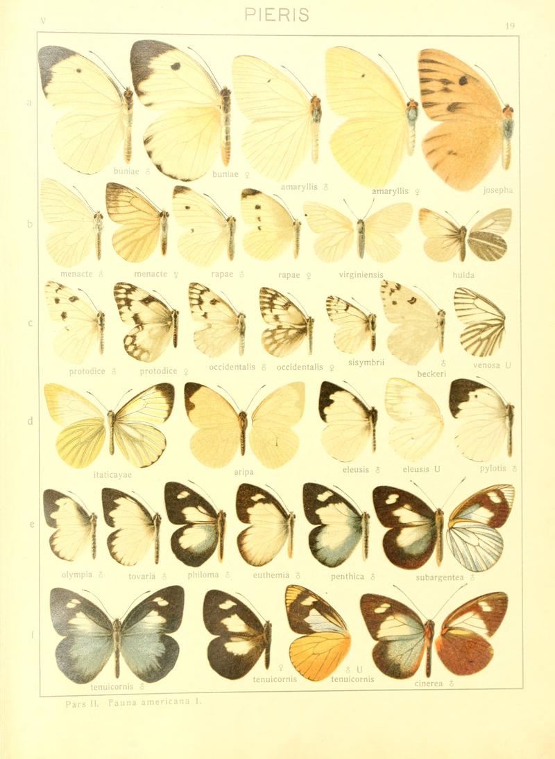 Macrolepidoptera15seit 0047
