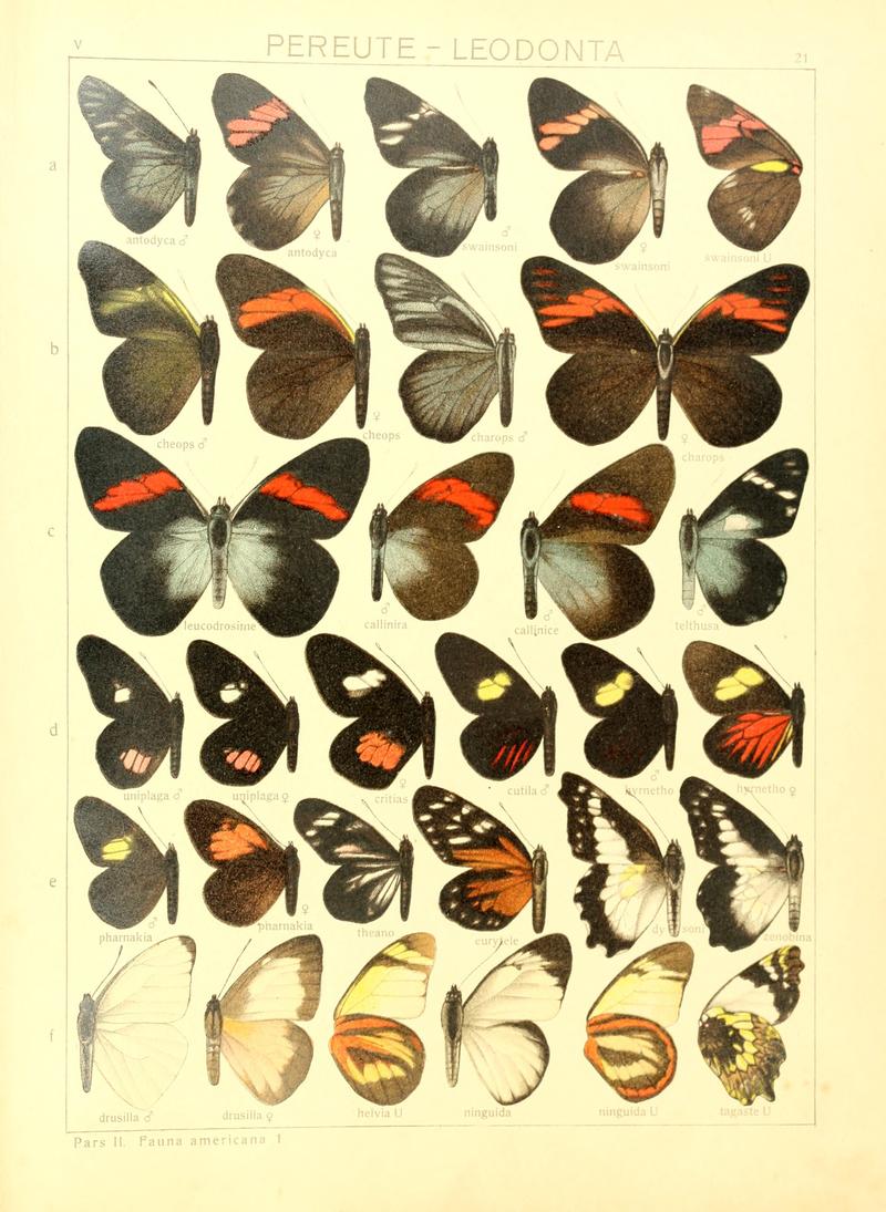 Macrolepidoptera15seit 0051