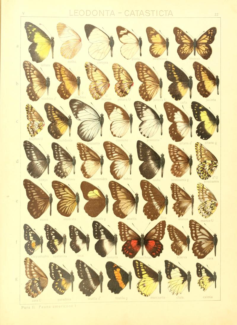 Macrolepidoptera15seit 0053