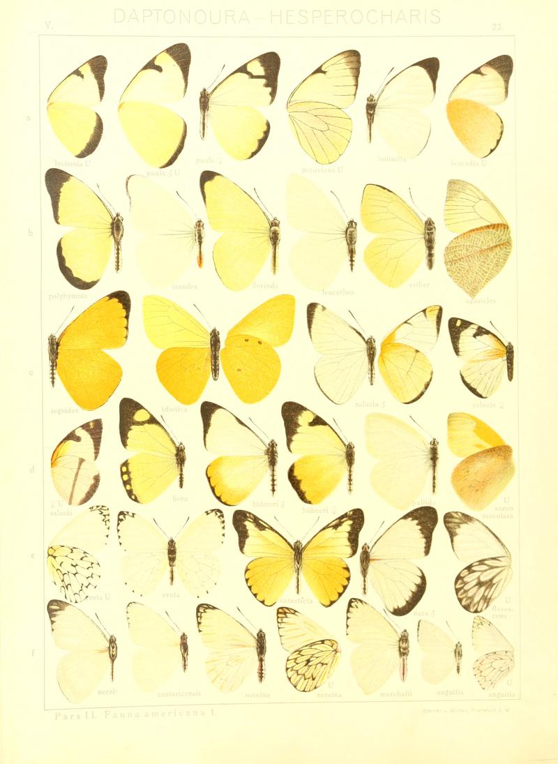Macrolepidoptera15seit 0055