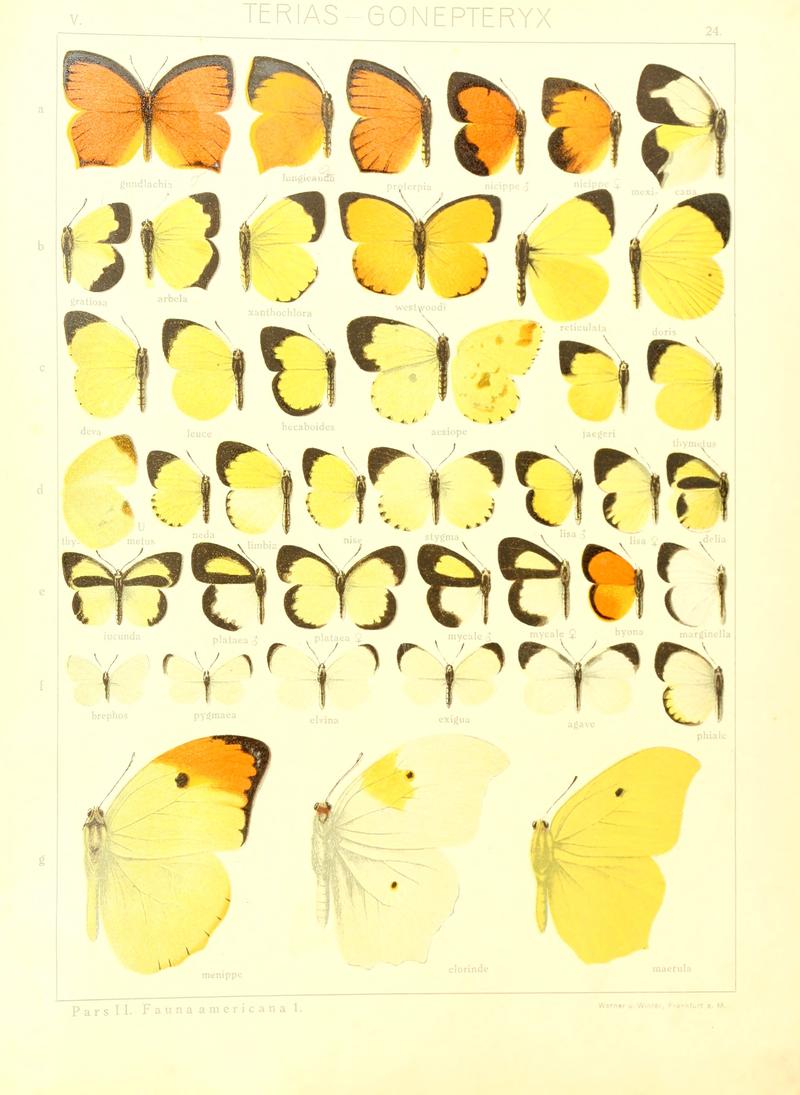 Macrolepidoptera15seit 0057