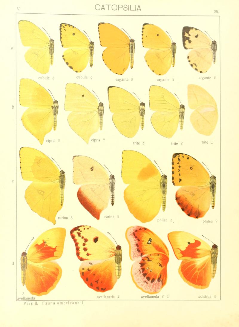 Macrolepidoptera15seit 0059