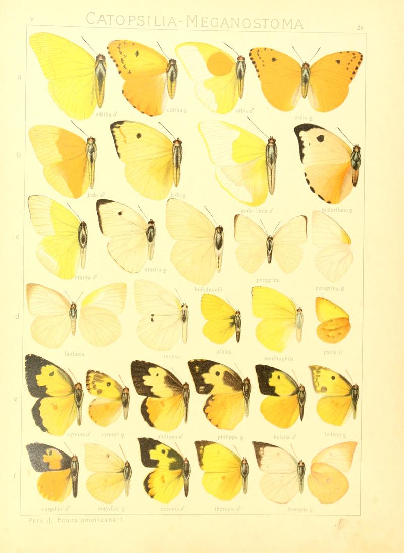Macrolepidoptera15seit 0061