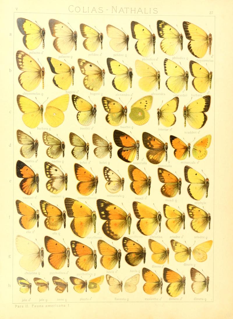 Macrolepidoptera15seit 0063