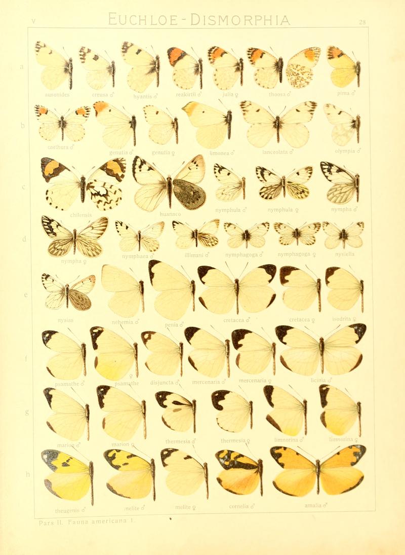 Macrolepidoptera15seit 0065