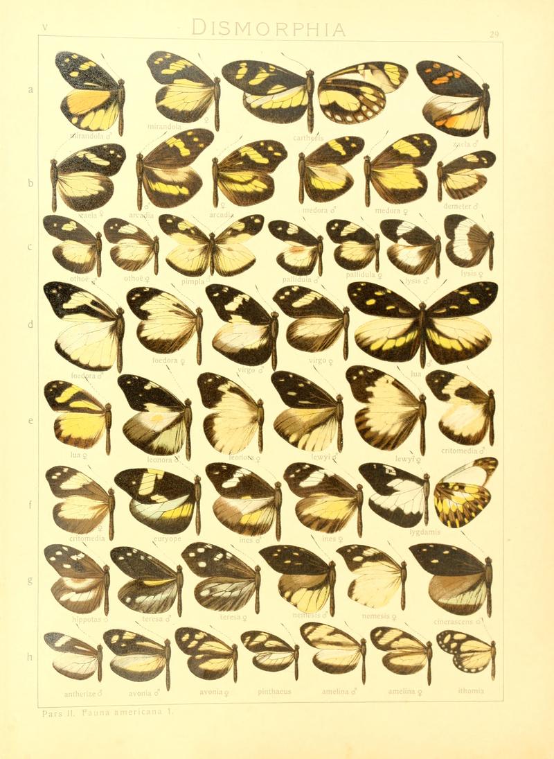 Macrolepidoptera15seit 0067