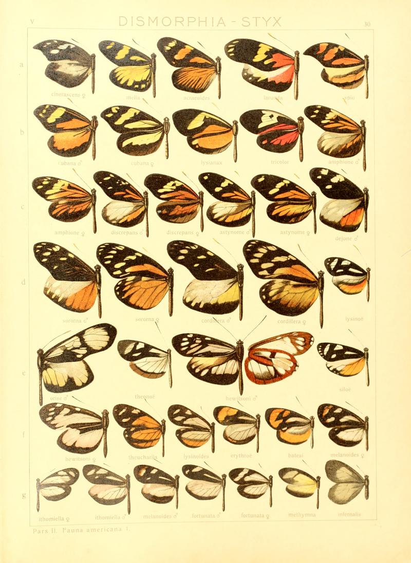 Macrolepidoptera15seit 0069