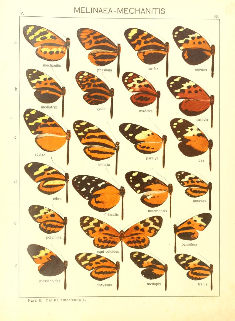 Macrolepidoptera15seit 0075