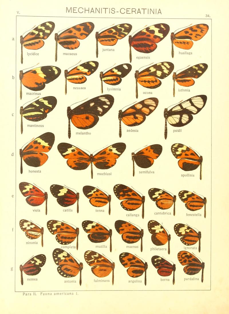 Macrolepidoptera15seit 0077
