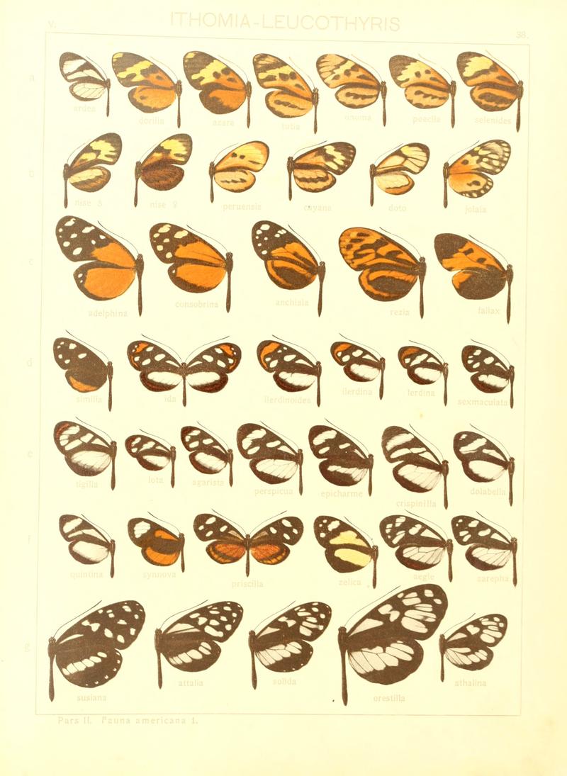 Macrolepidoptera15seit 0085